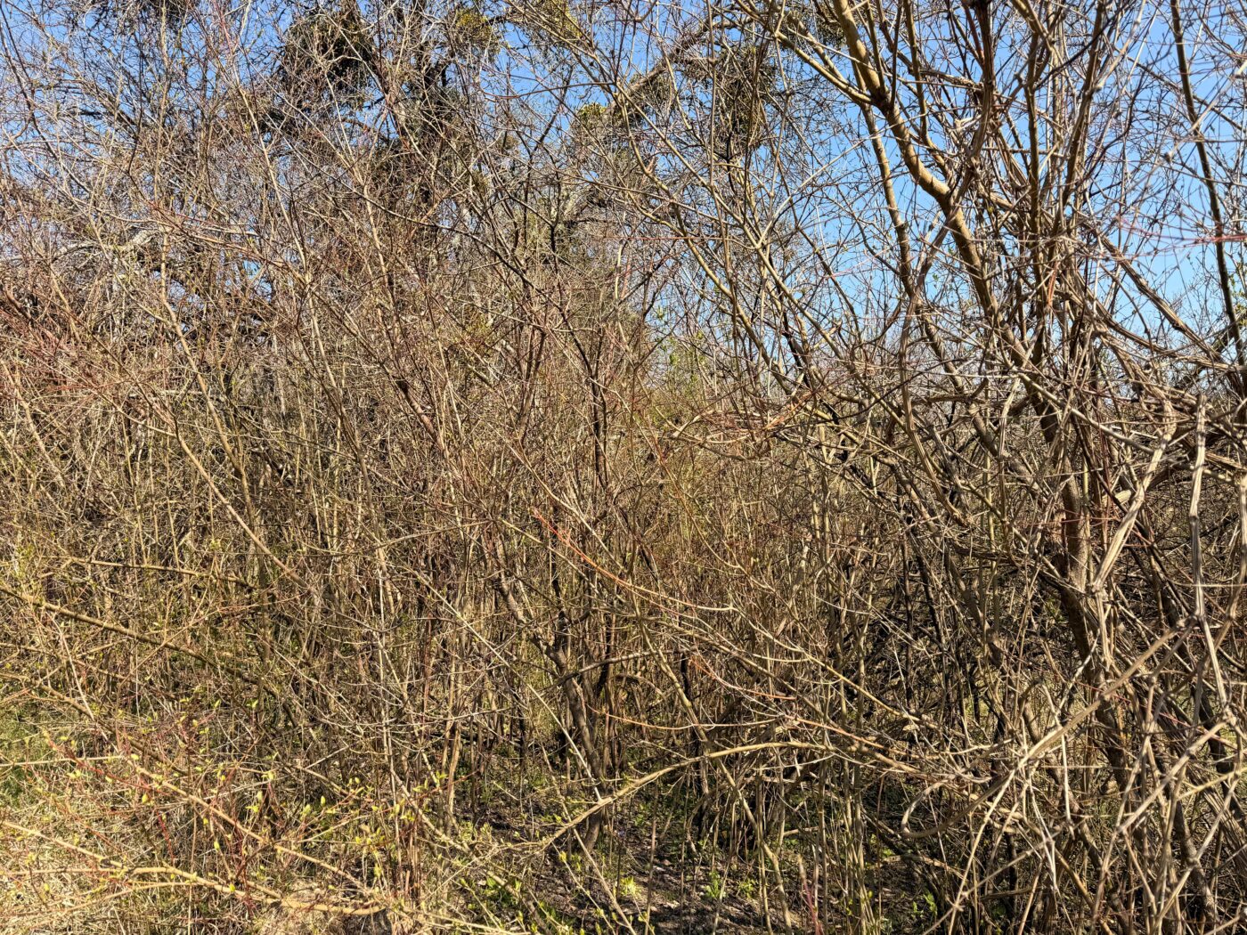 Poziv za dostavu ponuda za uklanjanje raslinja te sječu i odvoz stabala na Kostričkom putu