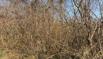 Poziv za dostavu ponuda za uklanjanje raslinja te sječu i odvoz stabala na Kostričkom putu