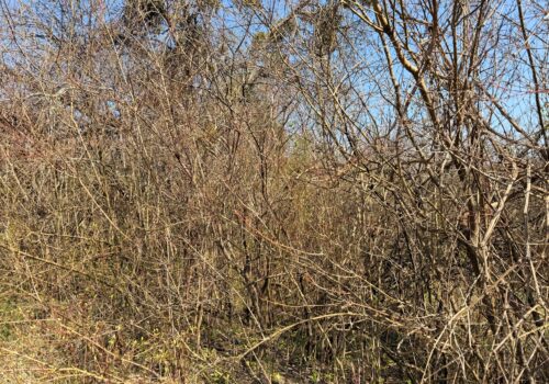 Poziv za dostavu ponuda za uklanjanje raslinja te sječu i odvoz stabala na Kostričkom putu